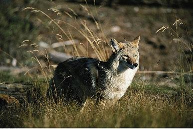 FromSoftware作品《忍者之刃》现已从Steam下架