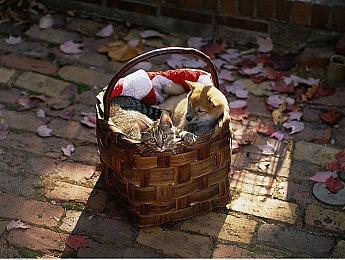 游戏制作人：暴力游戏卖得好，只因销量不会少